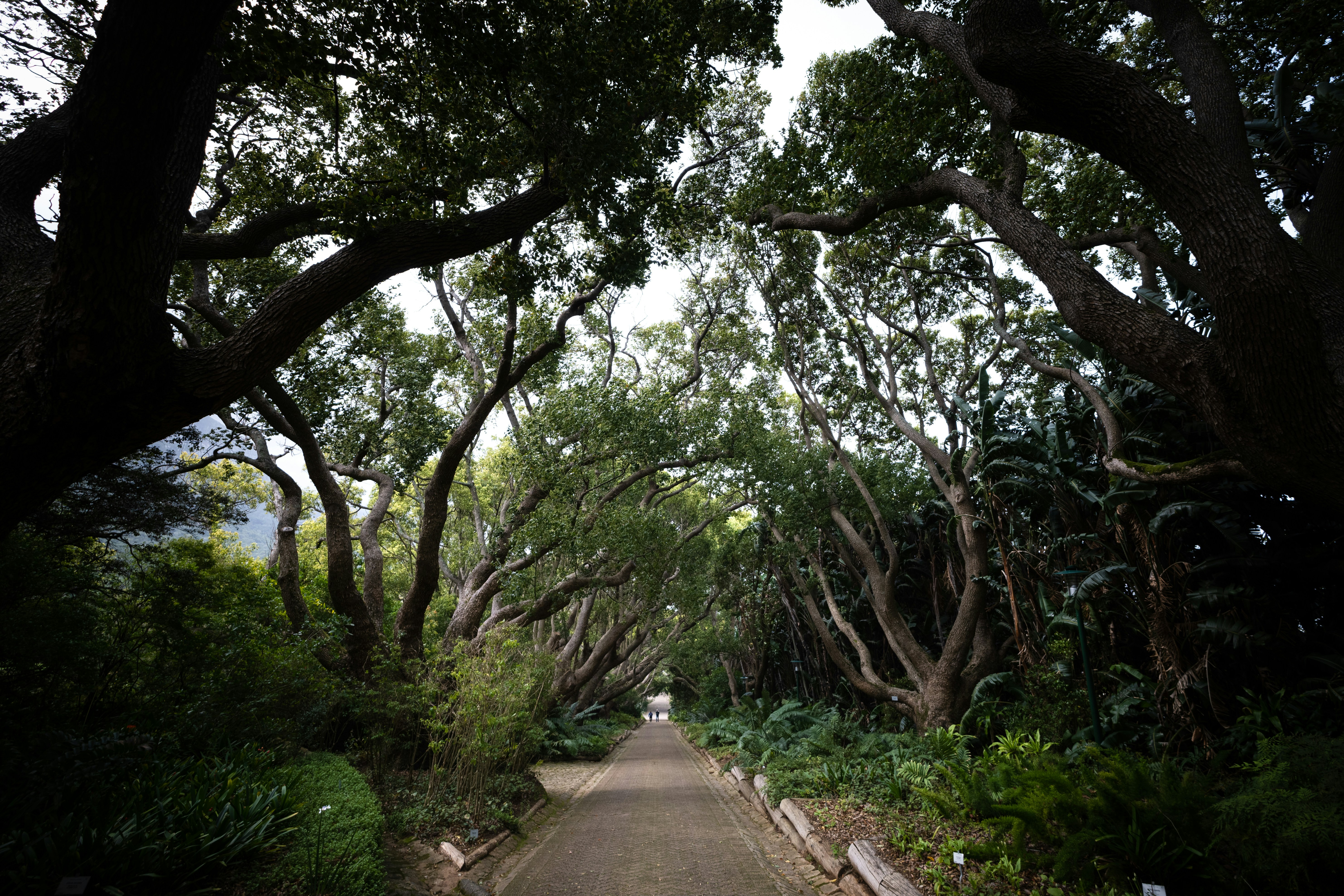 Attraction: Kirstenbosch Gardens